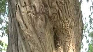 Willow by Joan Armatrading