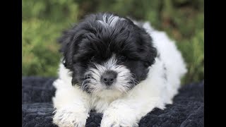 Video preview image #1 Zuchon Puppy For Sale in KINZERS, PA, USA