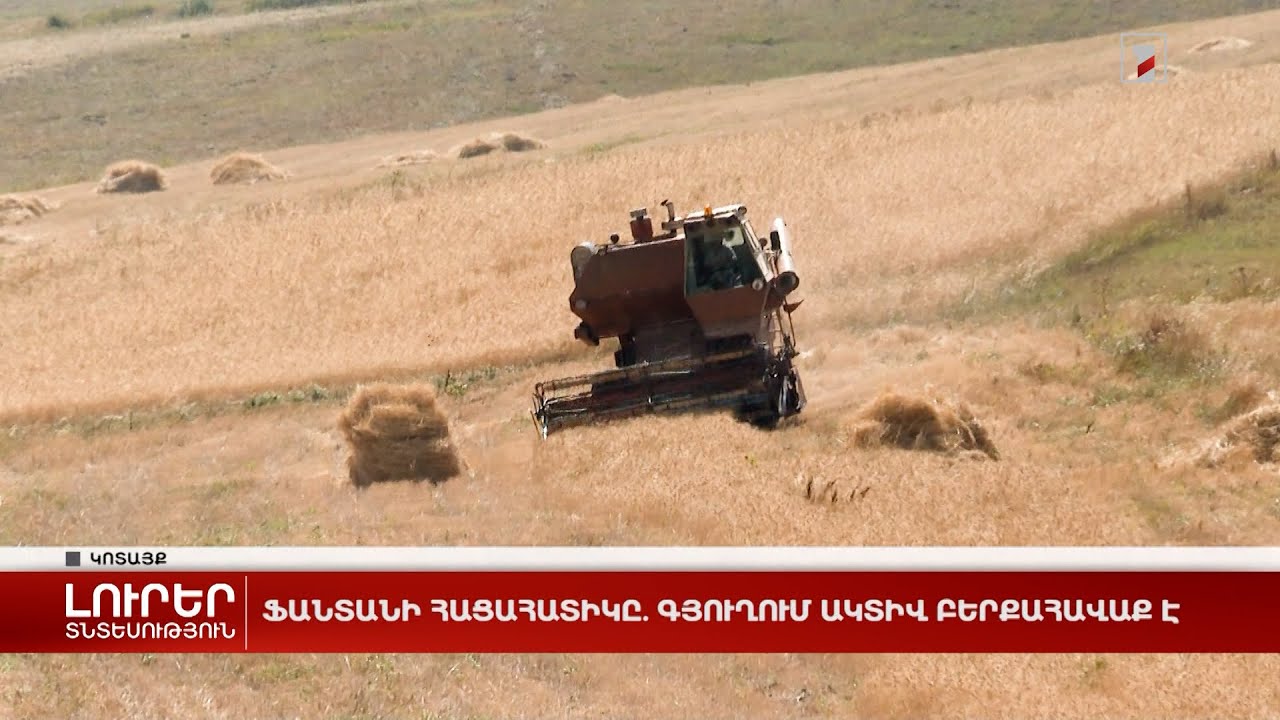 Ֆանտանի հացահատիկը. գյուղում ակտիվ բերքահավաք է