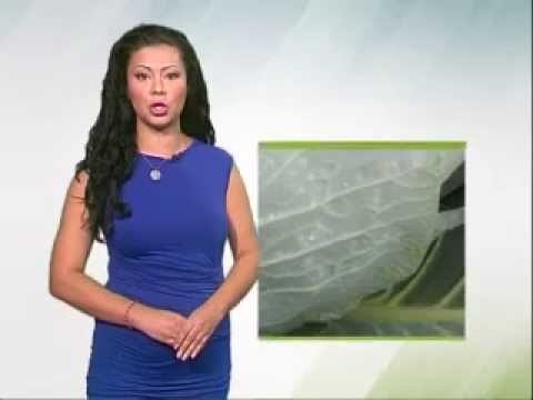 Zelena prognoza 2.9.2014. - Štetočine u usevima kupusa