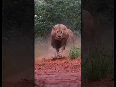 TOMMO feat MELISA - IM ALONE(Safaryan Remix) 2022🔥🔥🔥#tommo#melisa #imalone #remix