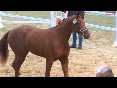 Design Deluxe v. Destano x Rostentau x Brentano II