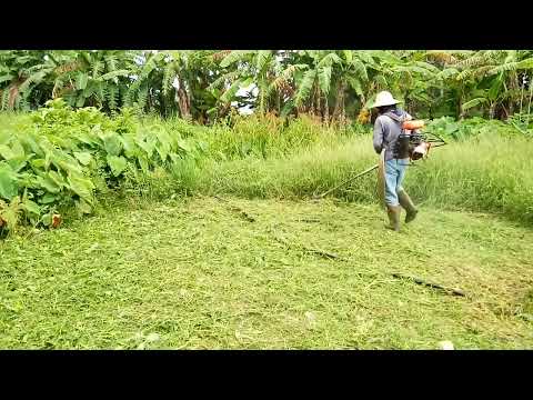 62. Easyman & Brush cutter. 32:1. SVP. Rumputnya tinggi.