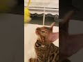 Watch A Tiger Bites A Mouse