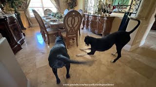 Pouncing & Bouncing Great Danes Love to Play Whack A Dane With The Cat