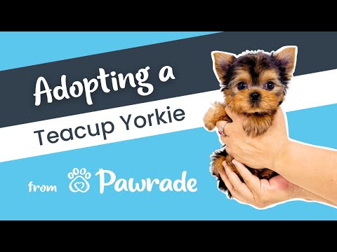 Rascal the Teacup Yorkie