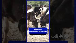 علف البهائم يقض مضجع كسابة هاربين من الفيضانات بالهماسيس thumbnail