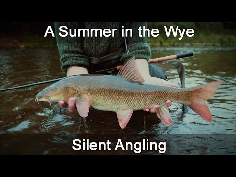 float fishing for Barbel Chub UK river Wye - centrepin hints tips techniques - Silent Angling