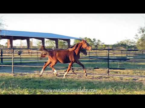 Secret (Sezuan) x Don Olymbrio gelding for sale