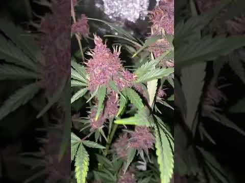 LSD 25 Auto | Fast Buds | Indica by hexcvlt