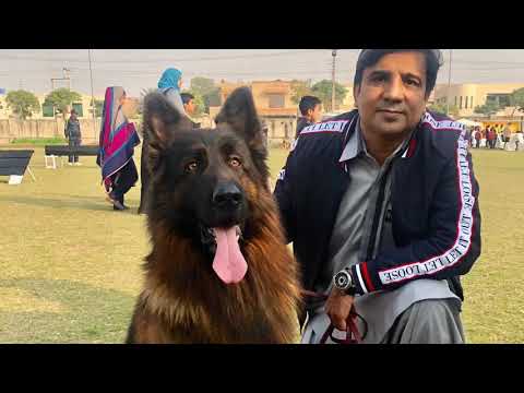 DOG SHOW || DHA EME SPORTS COMPLEX || PART 2 || 16 FEB 2019