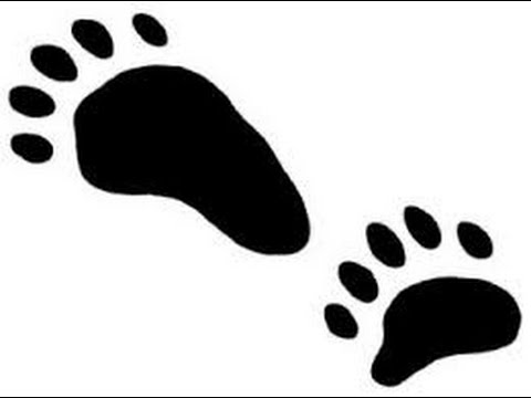 Bear Tracks