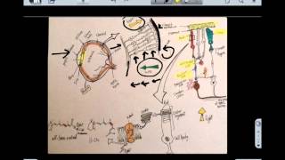 Retina and Phototransduction (1)