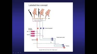 Introducción Sistemas Sensoriales V2