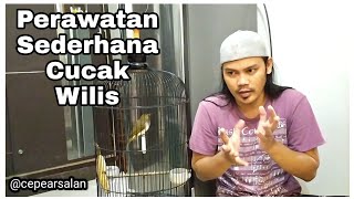 Download lagu Perawatan Mudah Burung Pemakan Buah Untuk Pemula | Cucak Wilis Atau Rengganis mp3 Download lagu Perawatan Mudah Burung Pemakan Buah Untuk Pemula | Cucak Wilis Atau Rengganis mp3