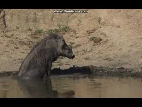 Guziec przy wodopoju  -    świat zwierząt Afryki ,, Safari         "