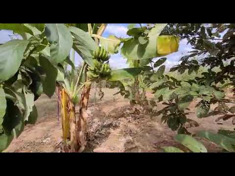 SITIO 5 ALQUEIRES EM NHANDEARA MUITO BOM DE UMA OLHADA- UM SONHO 950 MIL