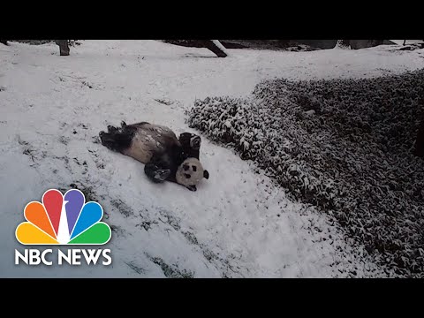 Videos Capture Winter Fun As Snowstorm Blankets Northeast | NBC News NOW