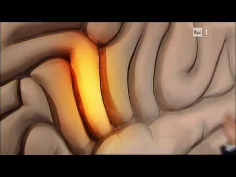 La corteccia cerebrale