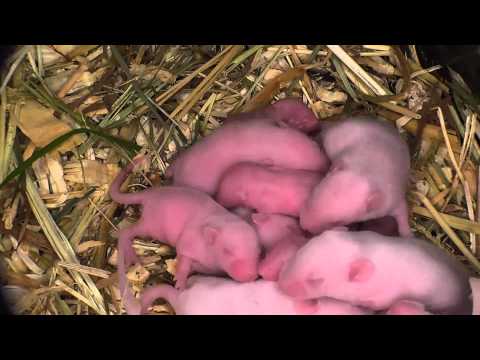 Weiße Mäuse mit Jungen