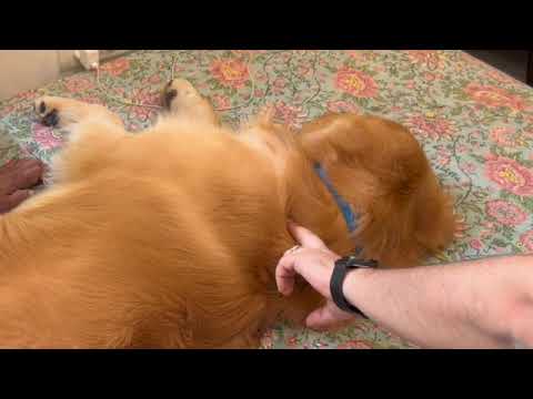 #Arthritis in Dog , Canine Acupuncture