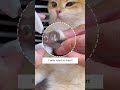 No More Cat Scratches! 😩🐈⬛ - Cuddles & Meow No More Cat Scratches! 😩🐈⬛