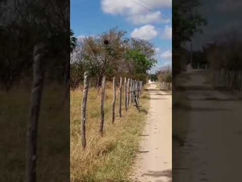 #casaca de couro#ave endémica#nativa#pedal 10/9/2026#várzea alegre#Ceará#🦉👀🚴