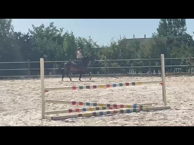 Nora de Molion Jument, 3 ans, bai , SF, toise1.65 