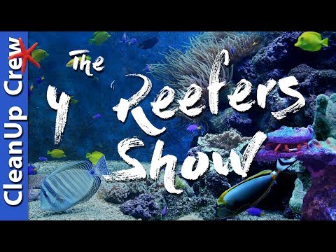 Clean up Crew For a Saltwater Tank - The 4 Reefers Show Episode 3