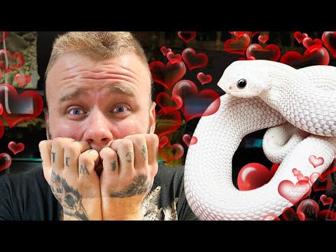 ❌NAJSŁODSZY WĄŻ ŚWIATA❌NIE DA SIĘ GO BAĆ🤯