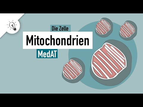 Mitochondria | Structure & Function | MedAT | Biology