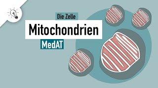 Mitochondrien | Aufbau & Funktion | MedAT | Biologie