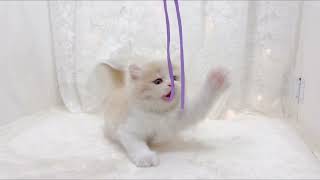 サイベリアンの動画01