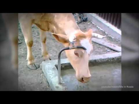 , title : 'Že jsou krávy hloupá stvoření? Video přesvědčí o opaku'