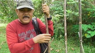 Download lagu Rahasia 3 macam picu jebakan burung agar tidak gagal mp3