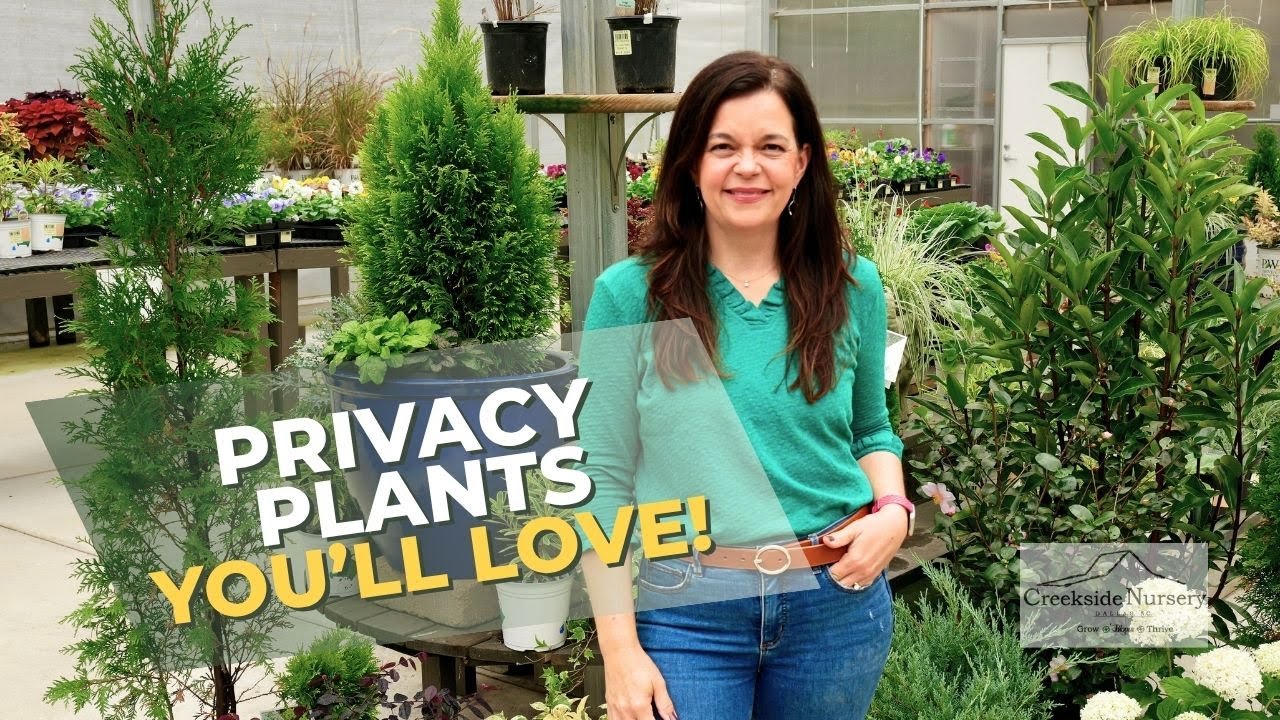 Best Privacy Trees & Shrubs for Backyard Screening
