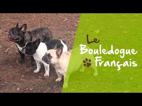 download lagu mp3 mp4 Sos Bouledogue Franais, download lagu Sos Bouledogue Franais gratis, unduh video klip Sos Bouledogue Franais
