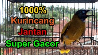 Download lagu #MASTERAN KURINCANG JANTAN SUPER #GACOR TERBARU mp3