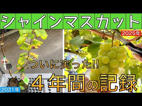 今朝収穫シャインマスカット9房 4.3キロ画像現物 シャインマスカット 収穫」のYahoo!リアルタイム検索 - X（旧Twitter