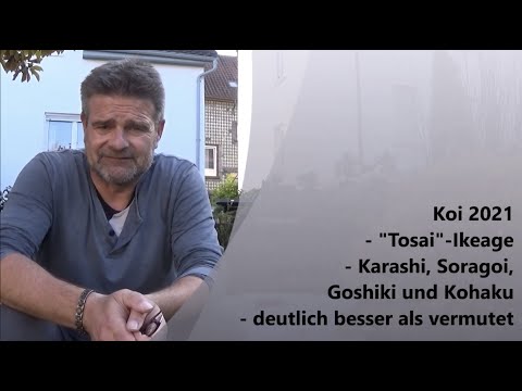 Koi 2021-4 - Die "Tosai"-Ikeage der Sansai - Karashi, Soragoi, Goshiki, Kohaku - besser als vermutet