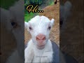 Animal Lover Cute Lamb Animals Animallover Funny Funnyshorts Whatsappstatus