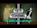Cat TV Comedians The Antics Of Tux And Velcro