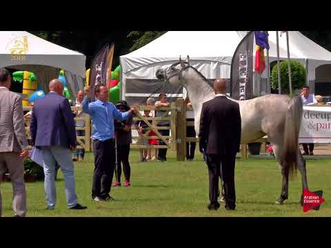 N.161 NABEEL AL NASSER - Bruges 2018 Int B - Geldings (Class 109)