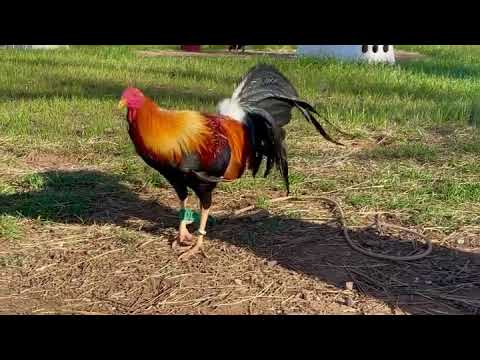 Premier Hatch-Kelso Cross - Thompson Gamefarm