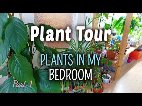 Plant Tour PART 1 | Plants in my Bedroom - 04.05.2017