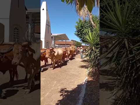Continuação dos Carreiros rumo à Guarinos #carreiro  #romaria2025