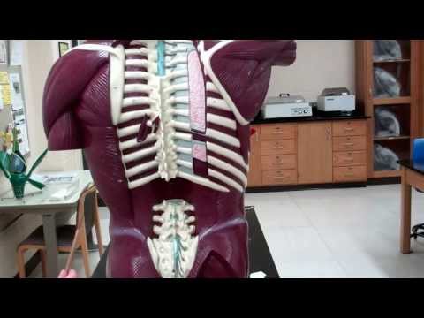 Muscles: Part 2 - Torso muscles