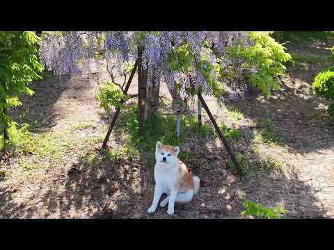 十ノ瀬 藤の郷 2024