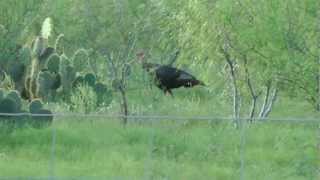 preview picture of video 'Wild turkeys near Port Mansfield Texas. 2012-10-19'
