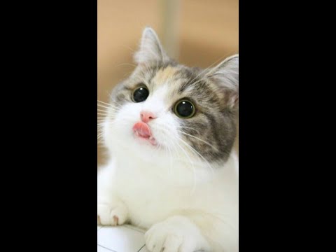 Christmas reunion: Father cat returns to mother cat and cute kitten